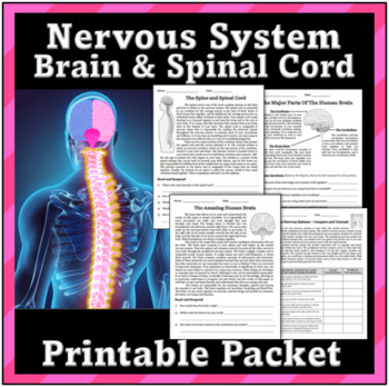 Preview of Nervous System, Brain and Spinal Cord - No Prep Independent Work Packet