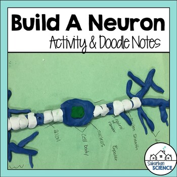Model Of A Neuron Worksheets Teaching Resources Tpt