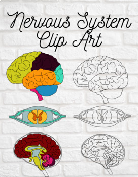 Preview of Nervous System Clip Art, Brain, Spinal Cord, Human Anatomy