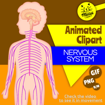 Nervous System Clipart - Human Body images - Animated GIFs - PNG