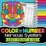 Nervous System Color by Number - Science Color By Number -