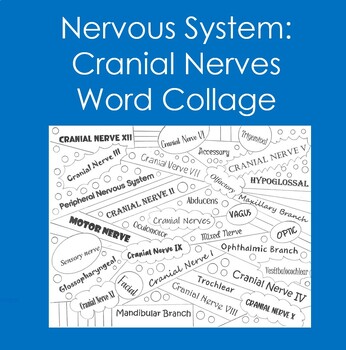 Preview of Nervous System: Cranial Nerves Word Collage (Coloring, Anatomy, Biology)