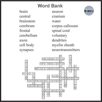 Nervous System Crossword Puzzle by Dr Dave #39 s Science TPT