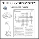 Nervous System Crossword Puzzle