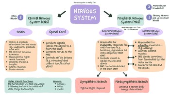 Preview of Nervous System Diagram