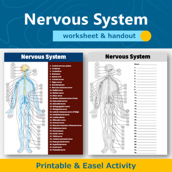 Preview of Nervous System Diagram Worksheet and Handout | Human Body Systems