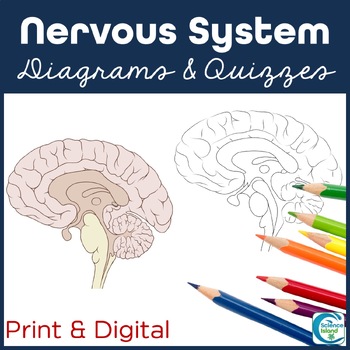 Preview of Nervous System Diagrams and Quizzes - Anatomy Coloring & Labeling Activity