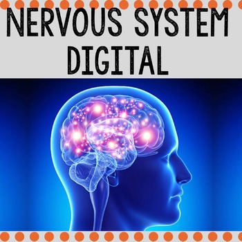 Preview of Nervous System Digital / Human Body