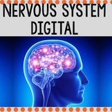 Nervous System Digital / Human Body