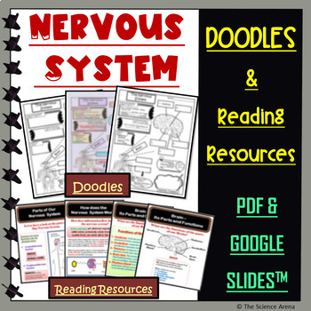 Preview of Nervous System Doodle | Science Doodles | Graphic Organizer, Reading Notes