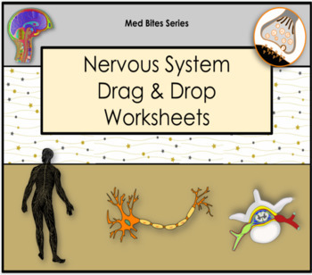 Preview of Nervous System - Drag & Drop Worksheets (Med Bites Series)