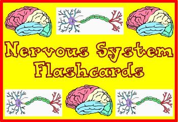 Preview of Nervous System Flashcards