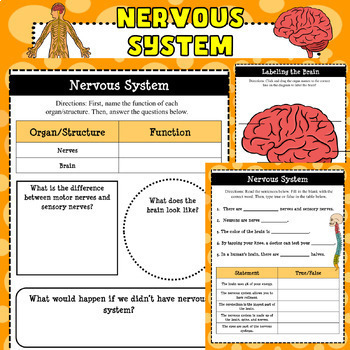 Preview of Nervous System Google WebQuest