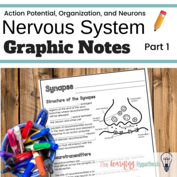 Preview of Nervous System Graphic Notes. Action Potential, Neurons, ORG.