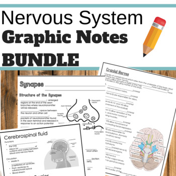 Preview of Nervous System Graphic Notes BUNDLE
