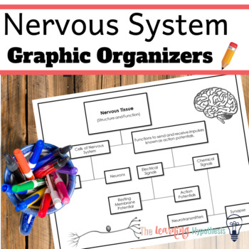 Preview of Nervous System Worksheets and Graphic Organizers. Digital & Print.