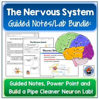 Preview of Nervous System Guided Notes/Laboratory BUNDLE