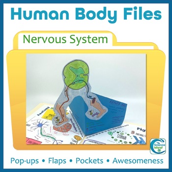 Preview of Nervous System Activity - Human Body Files for Anatomy and Physiology