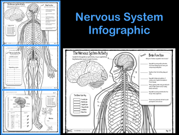 Preview of Nervous System Infographic