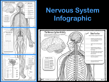 infographic nervous system