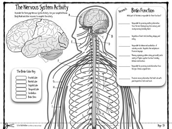 infographic nervous system