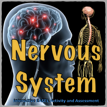 Preview of Nervous System; Interactive Easel Activity and Assessment