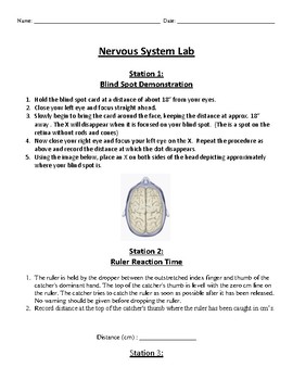 Preview of Nervous System Lab