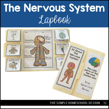 Preview of Nervous System Lapbook Human Body Nervous System Activity