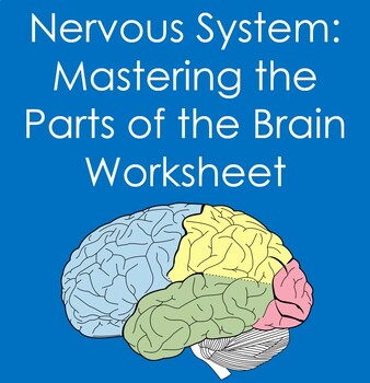 Preview of Nervous System:  Mastering the Parts of the Brain Worksheet (Anatomy)
