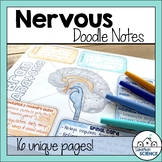 Nervous System Doodle Notes & Diagrams - Distance Learning