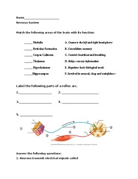 30 Neuron Label Worksheet - Labels For Your Ideas