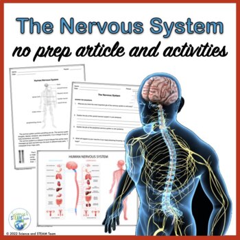 Preview of Nervous System Nonfiction Article and Activities