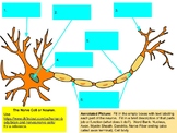 Nervous System Notes and Annotated Pictures