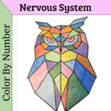 Nervous System PDF Color By Number