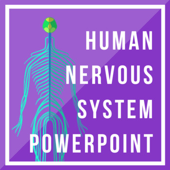 Preview of Nervous System PowerPoint Presentation