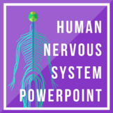 Nervous System PowerPoint Presentation