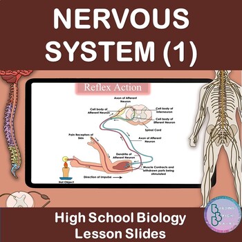 Preview of Nervous System Part 1 | PowerPoint Lesson Slides High School Biology | Neurons
