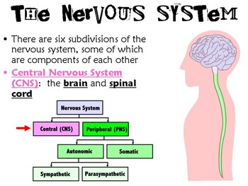 Preview of Nervous System PowerPoint