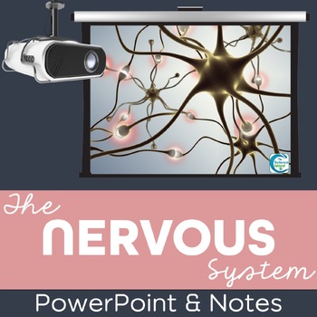 Preview of Nervous System PowerPoint and Notes