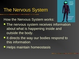 Nervous System PowerPoint for 7th grade Life Science