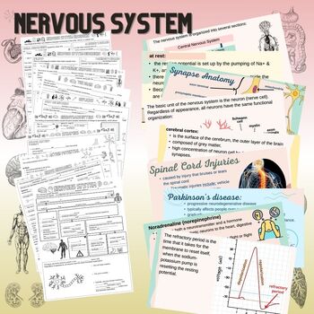 Preview of Nervous System - Powerpoint & Graphic Notes