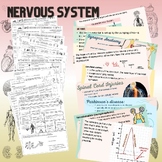 Nervous System - Powerpoint & Graphic Notes