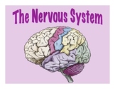 Nervous System - Presentation