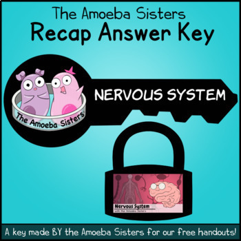 Preview of Nervous System Recap ANSWER KEY by the Amoeba Sisters (ANSWER KEY)