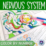Nervous System Review Activity | Color by Number 