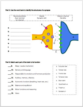 Nervous System Review Worksheet by Biology with Brynn and Jack | TpT