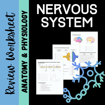 Preview of Nervous System Review Worksheet