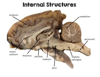 Parts of a sheep brain