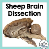 Nervous System Activity - Sheep Brain Dissection