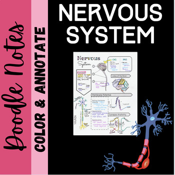 Preview of Nervous System Sketch Notes